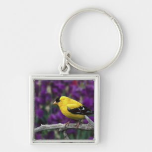 Male, American Goldfinch in summer plumage, Key Ring