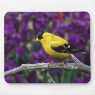 Male, American Goldfinch in summer plumage, Mouse Mat