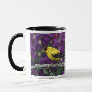 Male, American Goldfinch in summer plumage, Mug
