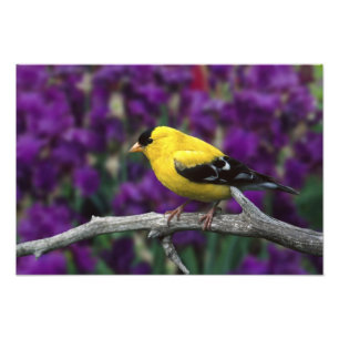 Male, American Goldfinch in summer plumage, Photo Print