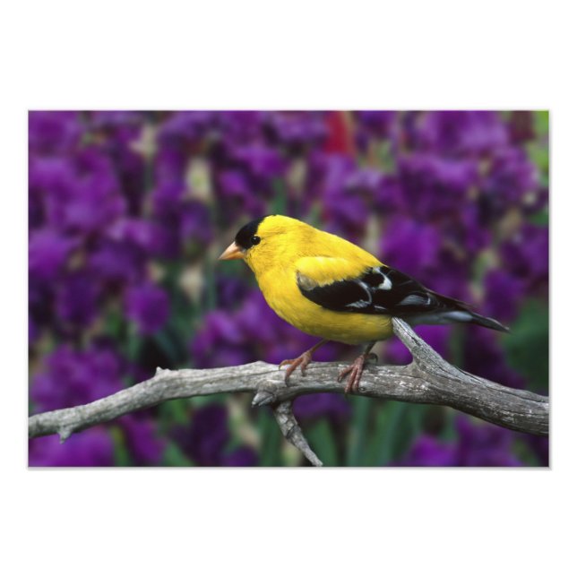 Male, American Goldfinch in summer plumage, Photo Print (Front)