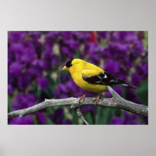 Male, American Goldfinch in summer plumage, Poster