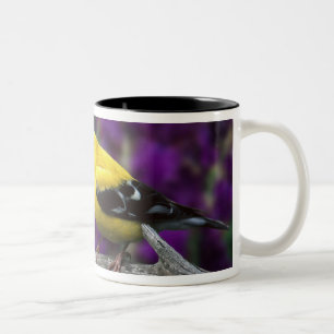 Male, American Goldfinch in summer plumage, Two-Tone Coffee Mug