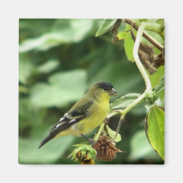 Male American Goldfinch Magnet (Front)