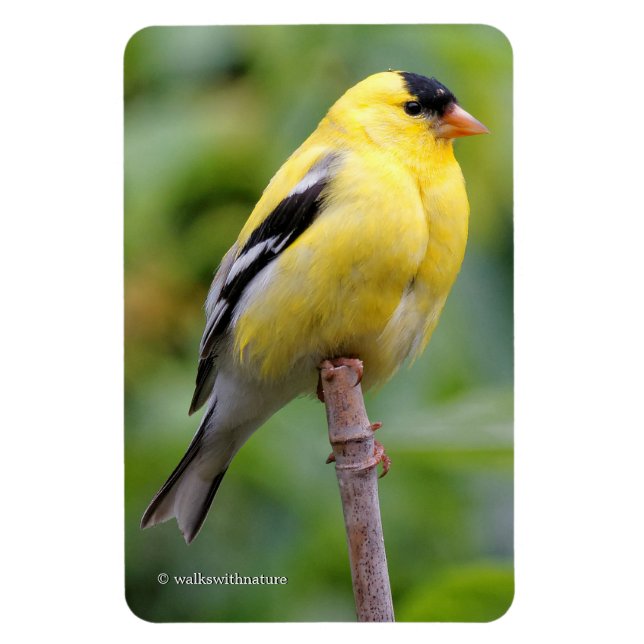 Male American Goldfinch on the Bamboo Magnet (Vertical)