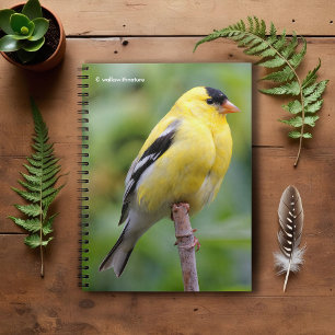 Male American Goldfinch on the Bamboo Notebook