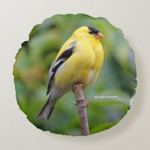 Male American Goldfinch on the Bamboo Round Cushion