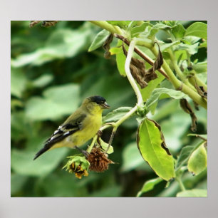 Male American Goldfinch Poster