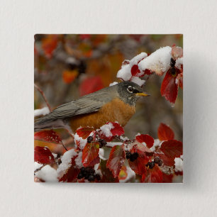 Male American Robin in Black Hawthorn 15 Cm Square Badge