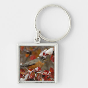 Male American Robin in Black Hawthorn Key Ring