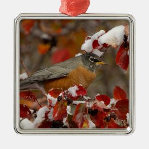Male American Robin in Black Hawthorn Metal Tree Decoration