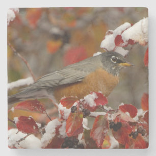 Male American Robin in Black Hawthorn Stone Coaster