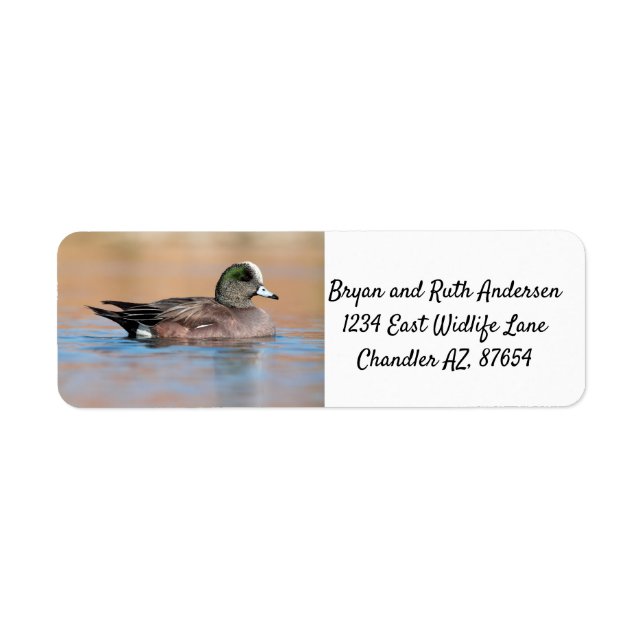 Male American Wigeon (Front)