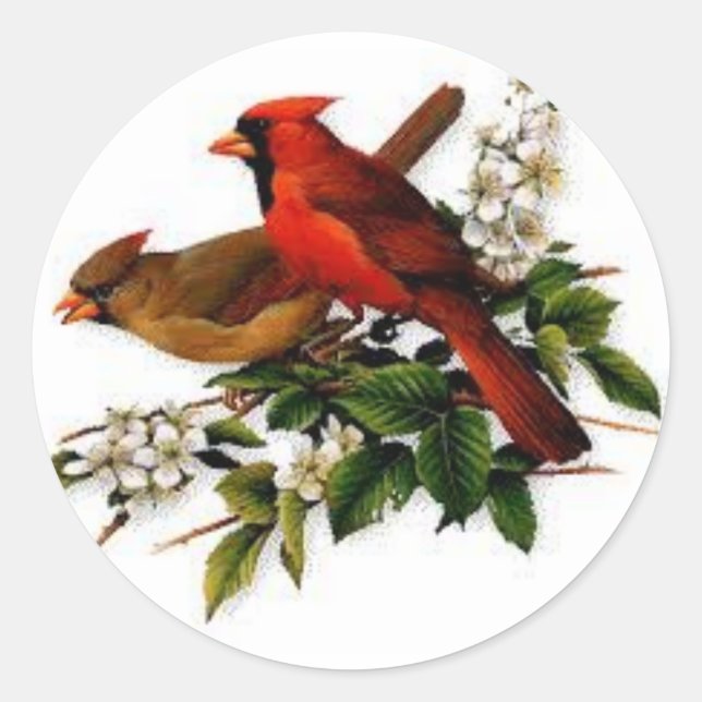 Male and Female cardinal on a  blooming branch Classic Round Sticker (Front)