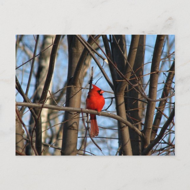 Male and female Cardinal Postcard (Front)