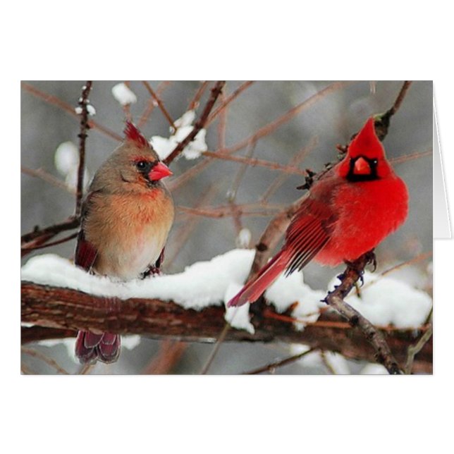 male and female cardinals (Front Horizontal)