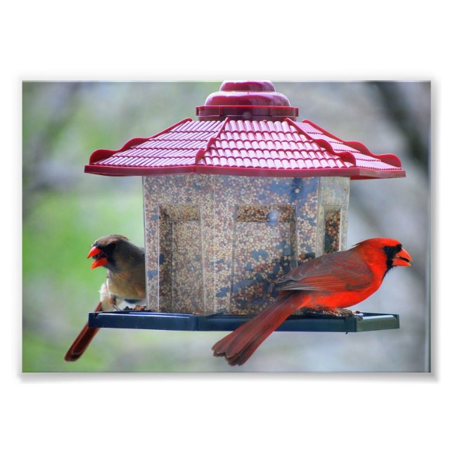 Male and Female Cardinals at Bird Feeder Photo Print (Front)