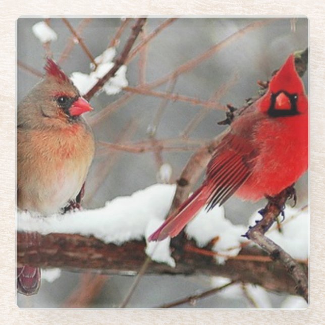 male and female cardinals glass coaster (Front)