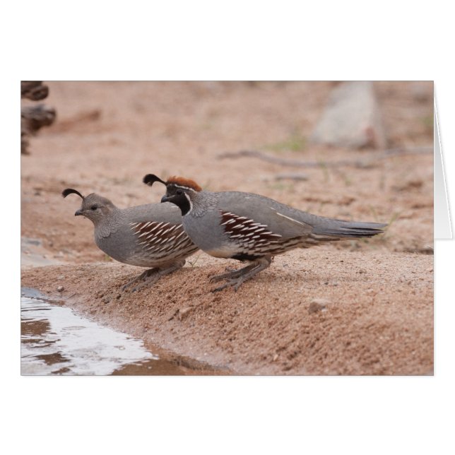 Male and Female Gambel's Quail (Front Horizontal)