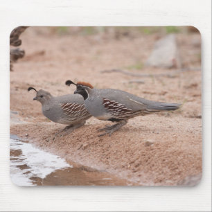 Male and female Gambel's Quail Mouse Mat