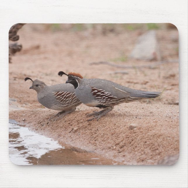 Male and female Gambel's Quail Mouse Mat (Front)