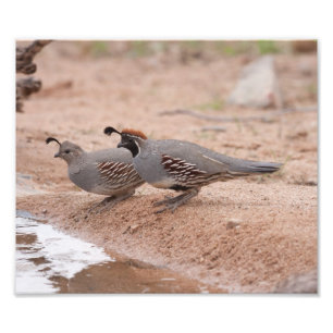 Male and female Gambel's  Quail Photo Print