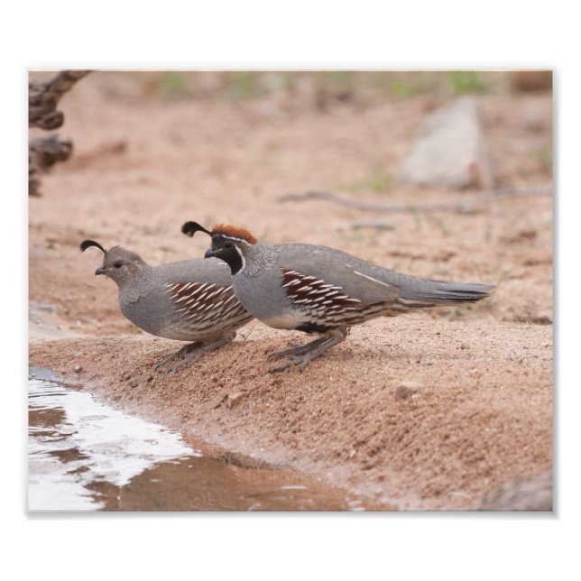 Male and female Gambel's  Quail Photo Print (Front)
