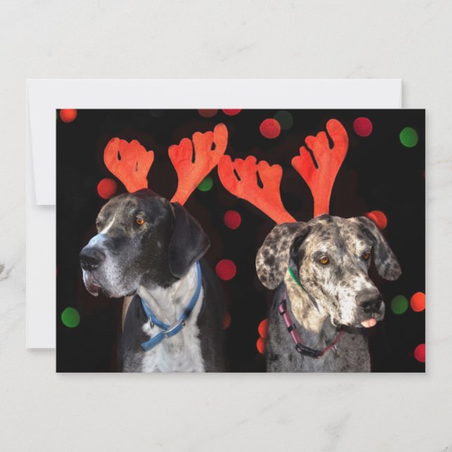 Male and female Great Dane in reindeer antlers (Front)