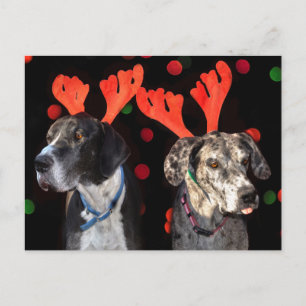 Male and female Great Dane in reindeer antlers Postcard