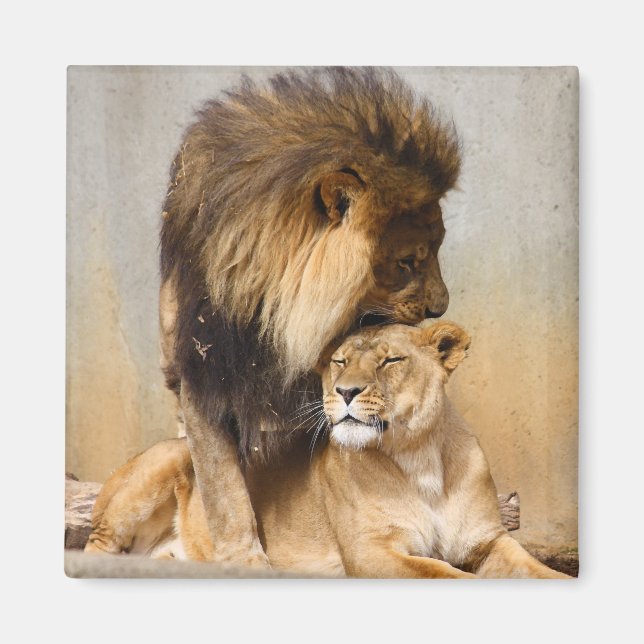 Male and Female Lion in Love Magnet (Front)