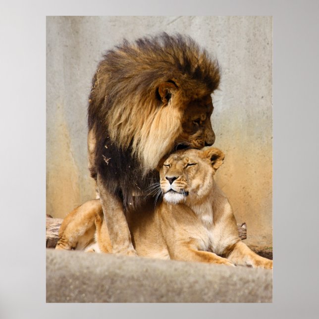 Male and Female Lion in Love Poster (Front)