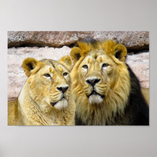 male and female LION PHOTOGRAPHY POSTER