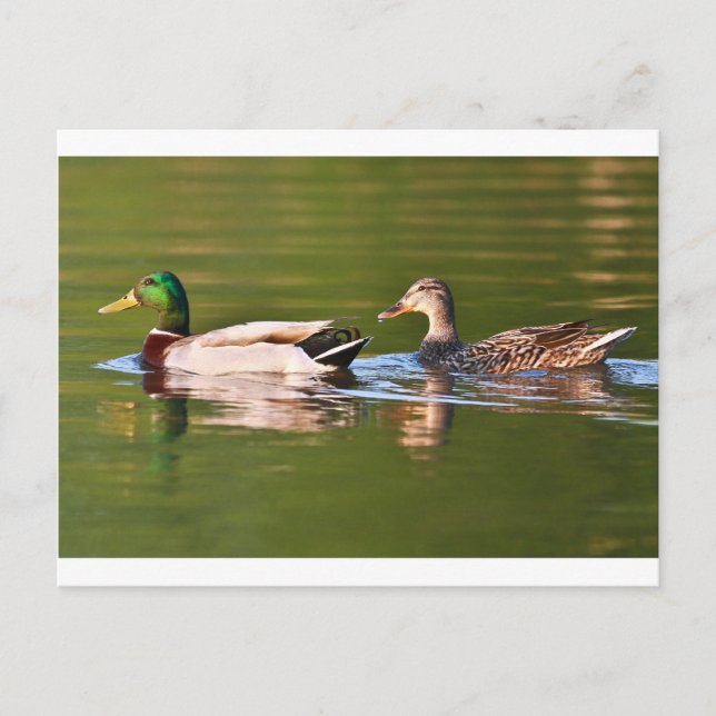 Male and Female Mallard Ducks Swimming Postcard (Front)