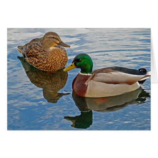 Male and Female Mallards (Front Horizontal)