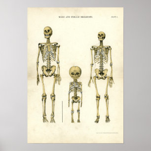 Male and Female Skeletons Poster