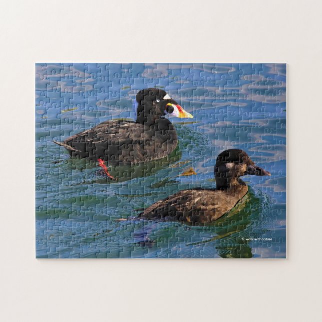Male and Female Surf Scoter Ducks at the Pier Jigsaw Puzzle (Horizontal)