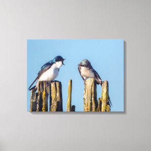 Male and female Tree Swallow Canvas Print