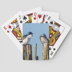 Male and female Tree Swallow Playing Cards
