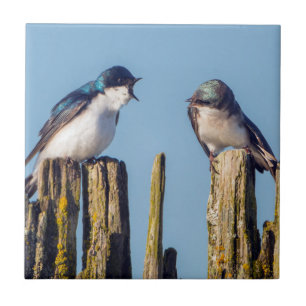 Male and female Tree Swallow Tile