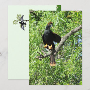 Male Anhinga (Snake Bird) Flat Card