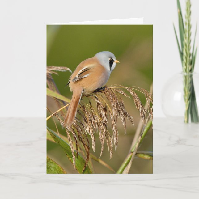 Male Bearded Reedling (Bearded Tit) in Reed Bed Card (Front)
