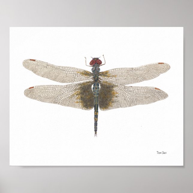Male Black Saddlebags Dragonfly Watercolor Poster (Front)