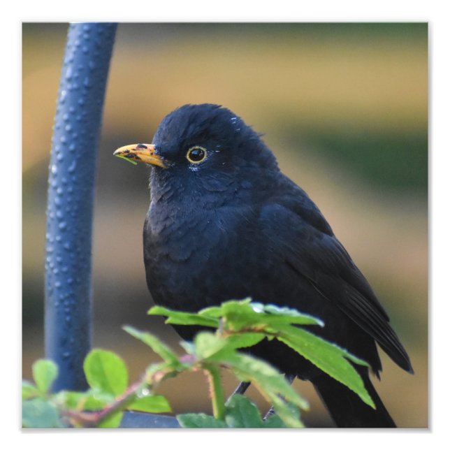 Male Blackbird  Photo Print (Front)