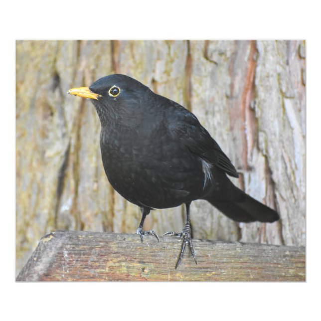 Male Blackbird  Photo Print (Front)