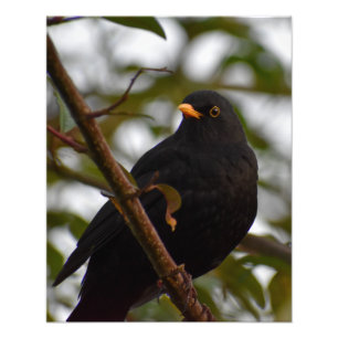 Male Blackbird  Photo Print