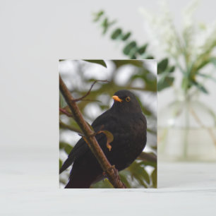 Male Blackbird  Postcard