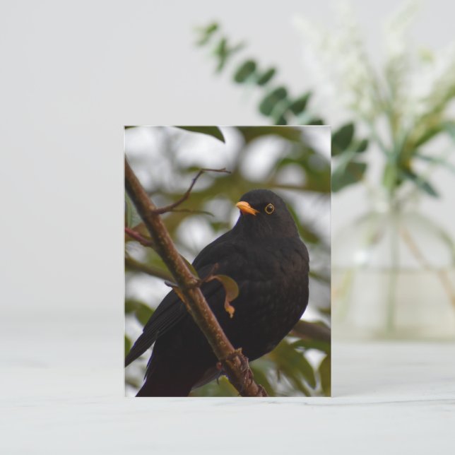 Male Blackbird  Postcard (Standing Front)