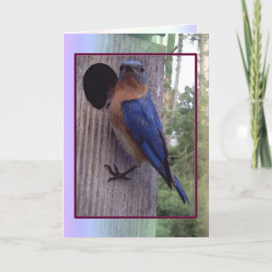 Male Bluebird Card