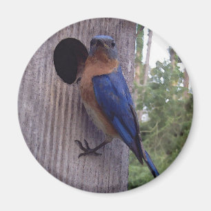 Male Bluebird Magnet