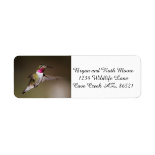 Male Broad - tailed hummingbird